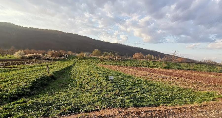 Teren de 708 mp, în Tău