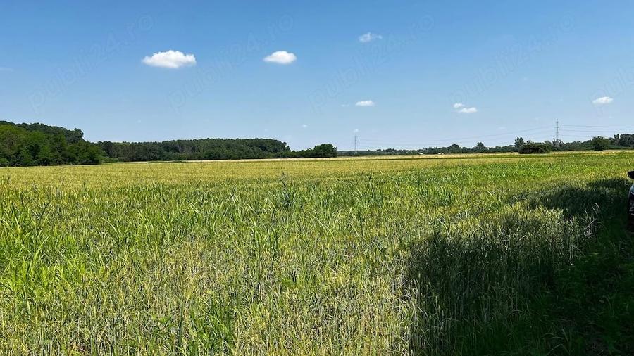 Teren de 4800 mp, în Jilava