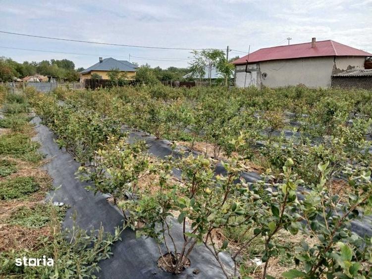 Teren de 1500 mp, în Călmățuiu