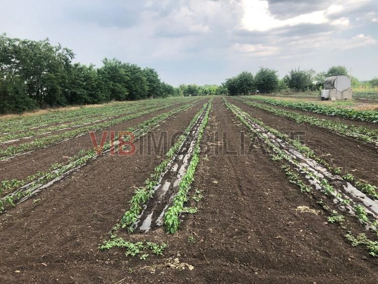 Teren de 30000 mp, în Nicolae Bălcescu