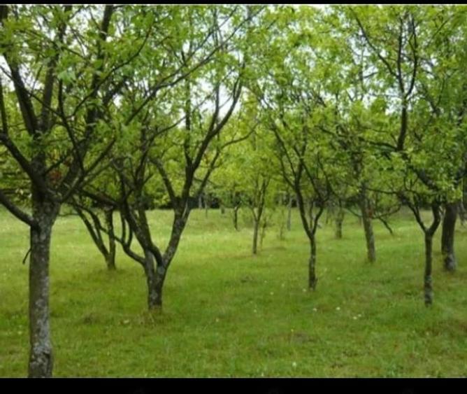 Teren de 3550 mp, în Teișani