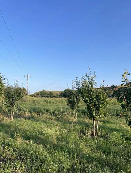 Teren de 962 mp, în Șard