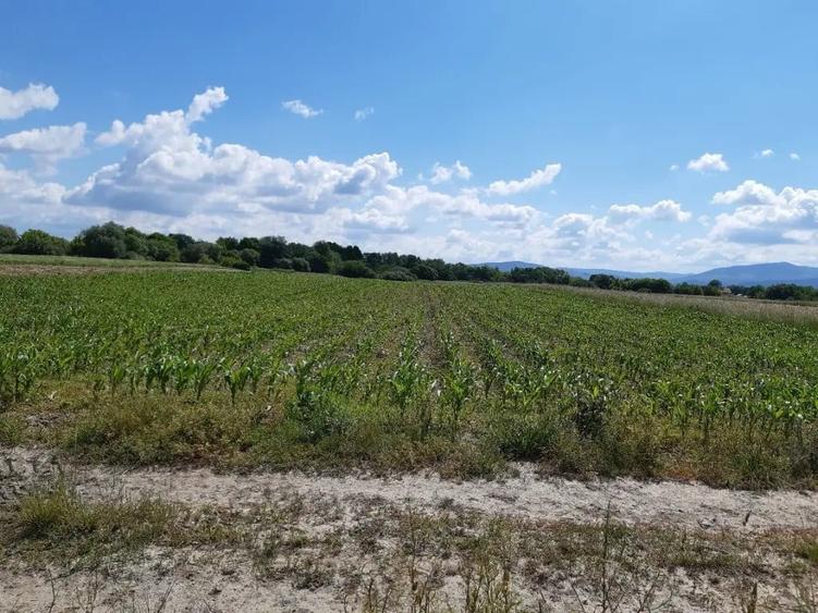 Teren de 20300 mp, în Ilieni