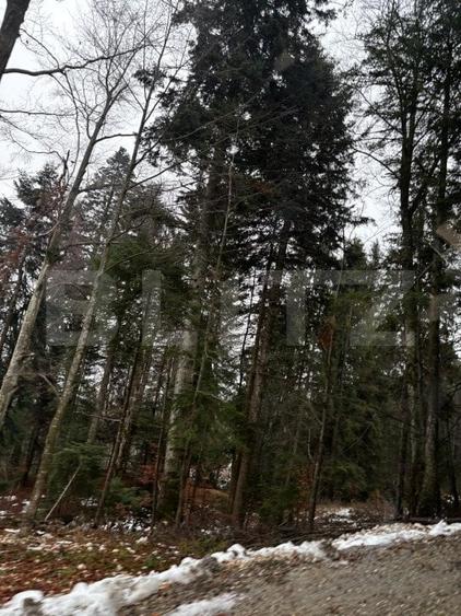 Teren Construcții intravilan de 4000 mp, în Calea Moroieni