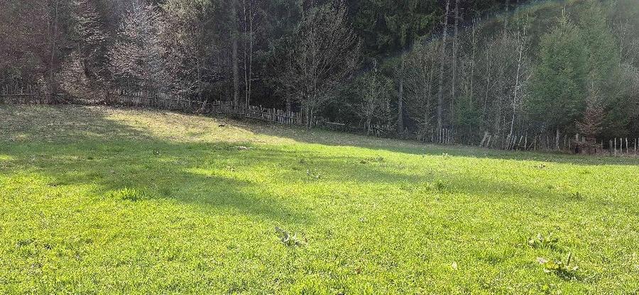 Teren de 4096 mp, în Tarcău