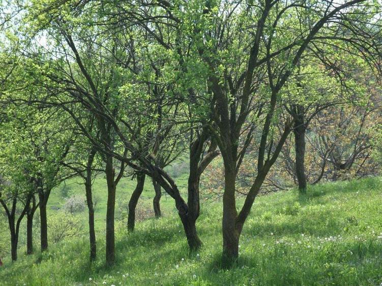 vand teren extravilan 2500mp Buda jud.Buzau - 1