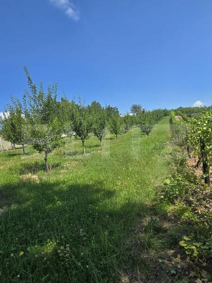 Teren agricol extravilan de 16000 mp, în Hodac