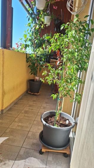 Apartament cu 2 camere în Șelimbăr