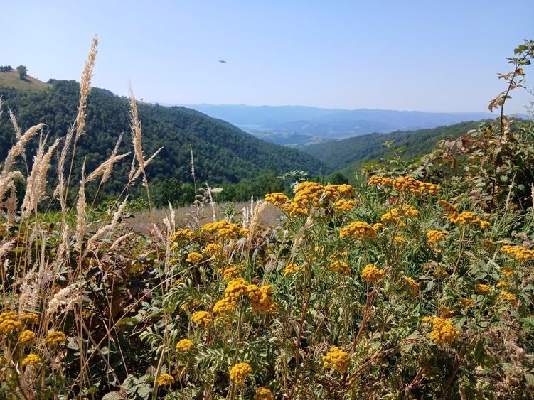 Teren Construcții intravilan de 3625 mp, în Ravensca