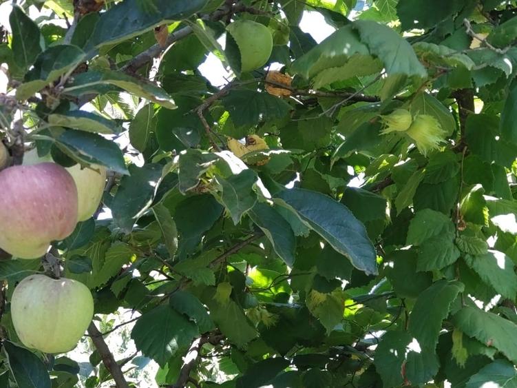 Casă individuală cu 2 camere cu Canalizare în Corbii Mari