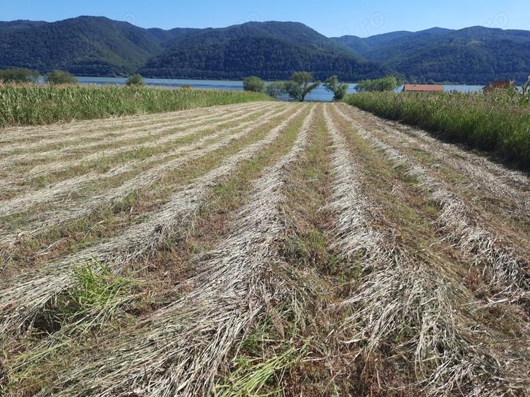 Teren de 2500 mp, în Berzasca