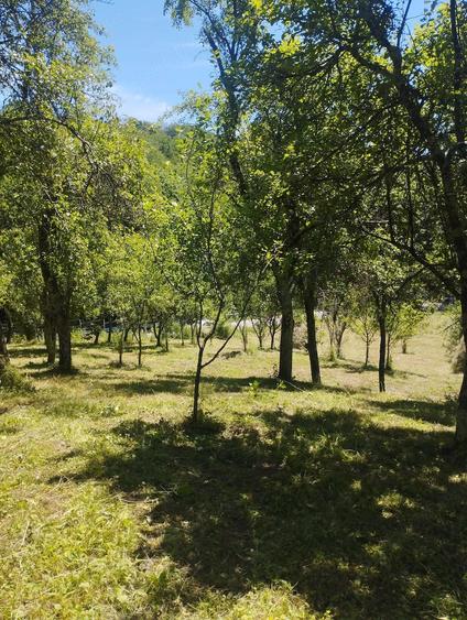 Teren de 6385.6 mp, în Berislăvești