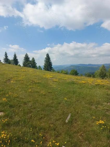 Teren de 7000 mp, în Horea