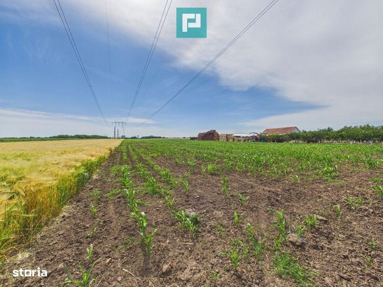 Teren extravilan in suprafata de 10.000 mp, Arad - 12