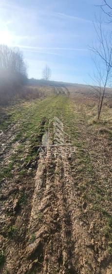 Teren agricol extravilan de 5000 mp, în Bârsa