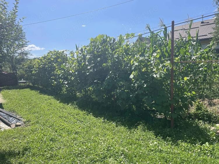 Teren de 850 mp, în Homorâciu