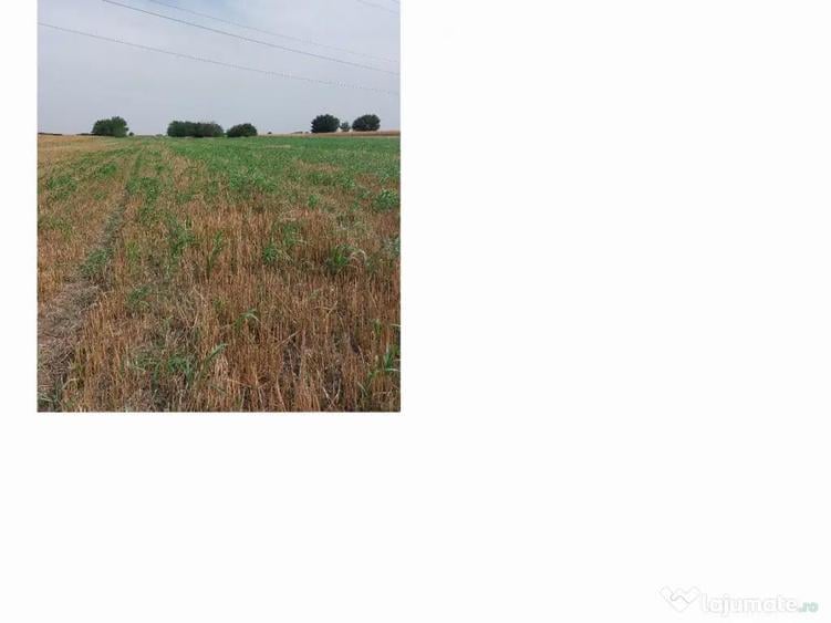 De vanzare sau inchiriere teren 4000 mp - 12
