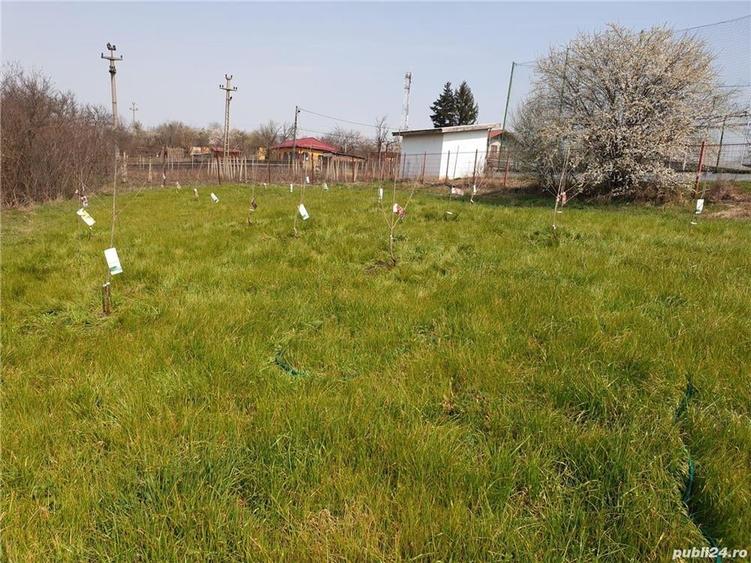 Teren de 6000 mp, în Comana