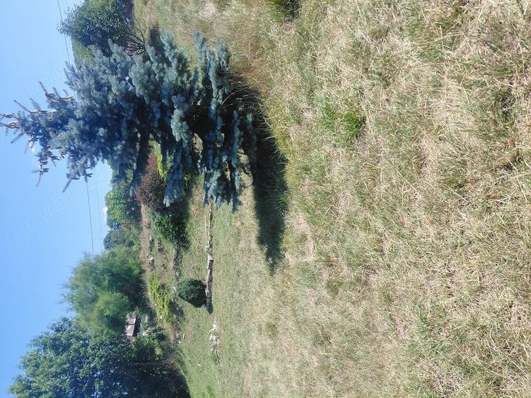 Teren de 3600 mp, în Vultureni