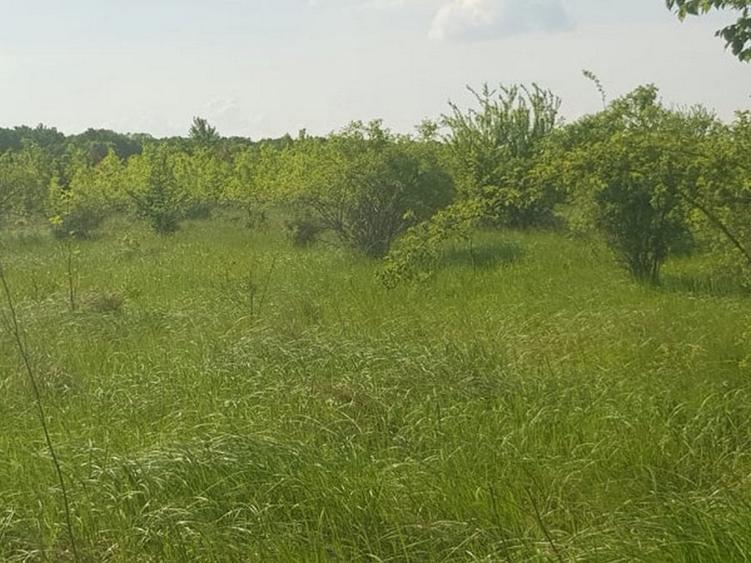 Teren Construcții intravilan de 3000 mp, în Ciolpani