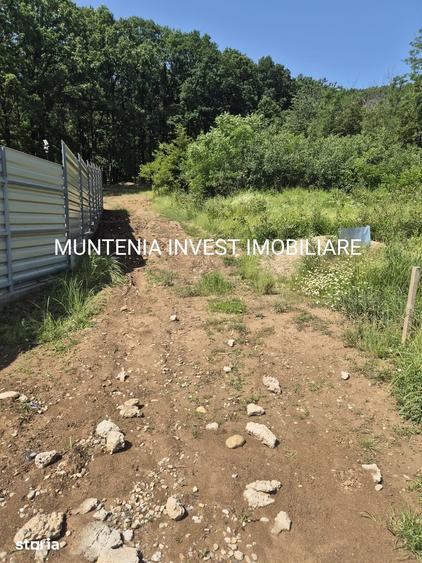 Teren de 1059 mp, în Moșoaia