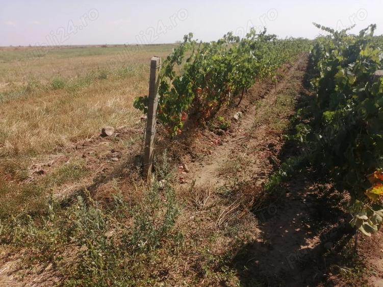 Teren de 7400 mp, în Central