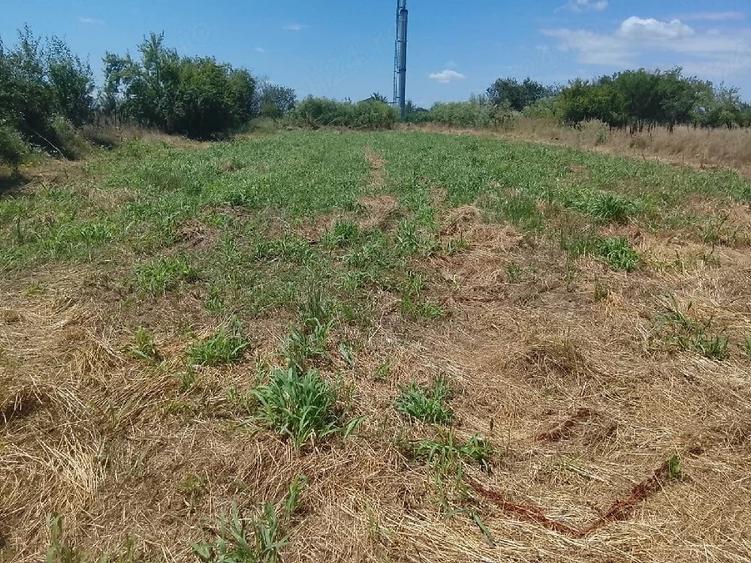Teren de 1000 mp, în Copăceni