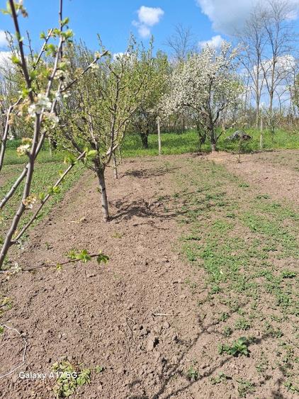 Teren de 1500 mp, în Rasa
