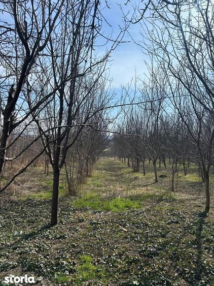 De vanzare Casa veche cu gradina mare,ideala pentru investitii moderne - 7