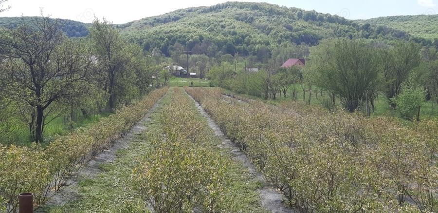 Teren de 3500 mp, în Ștefănești