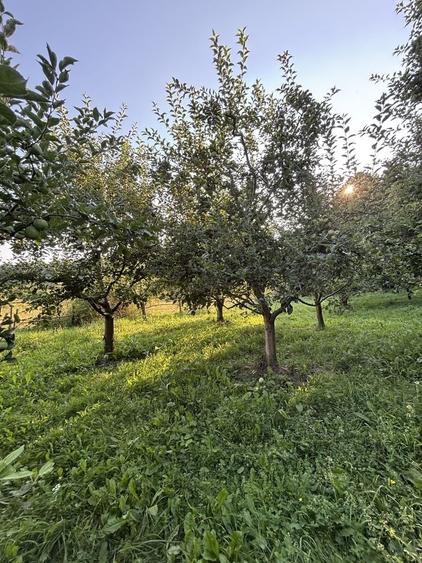 Teren de 5000 mp, în Boteni