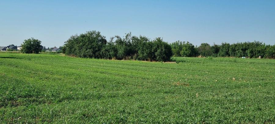 Teren Construcții intravilan de 2000 mp, în Ciorogârla