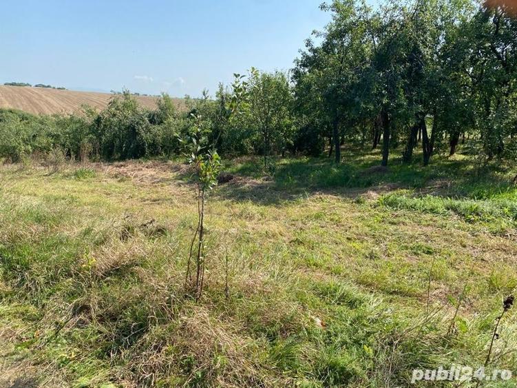 Teren de 5500 mp, în Alioș