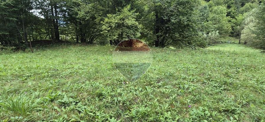 Teren Construcții intravilan de 2800 mp, în Tarcău