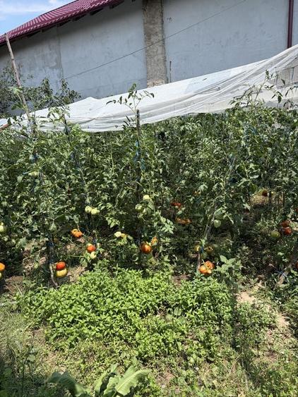 Casă cu 4 camere în Vânătorii Mici