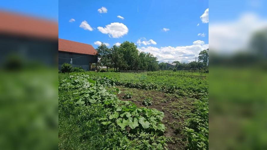 Teren intravilan de 1557 mp, în Jucu de Sus