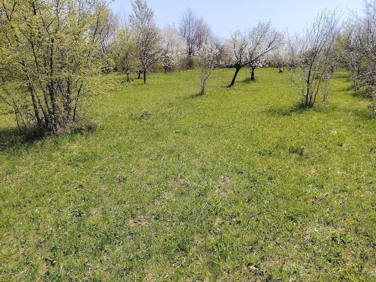 Teren de 1400 mp, în Bănești