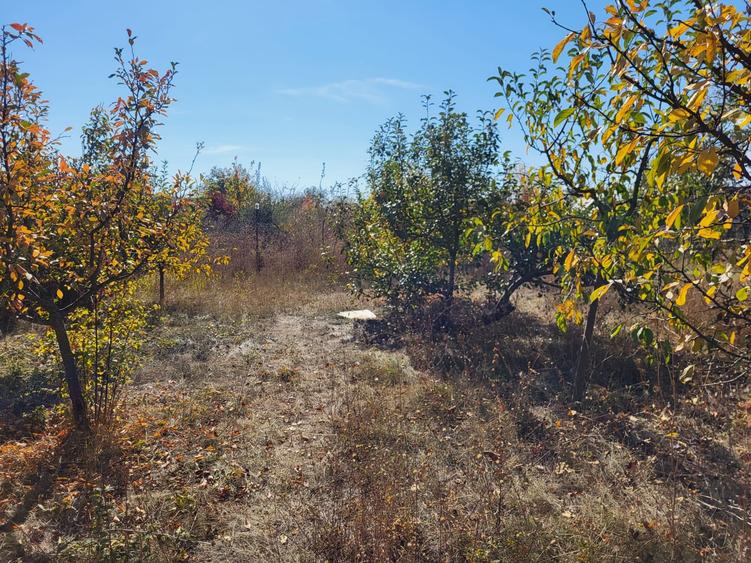 Casă individuală cu 4 camere cu Teren 3500 Mp în Snagov