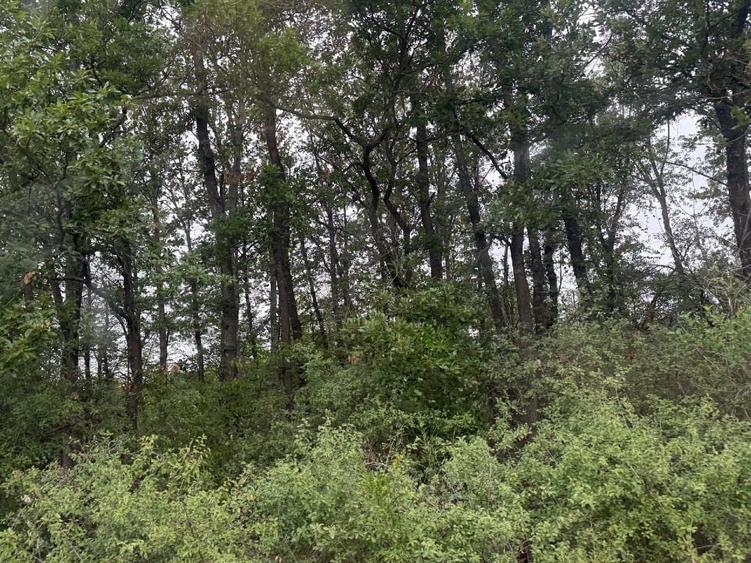 Teren extravilan de 174000 mp, în Buteni