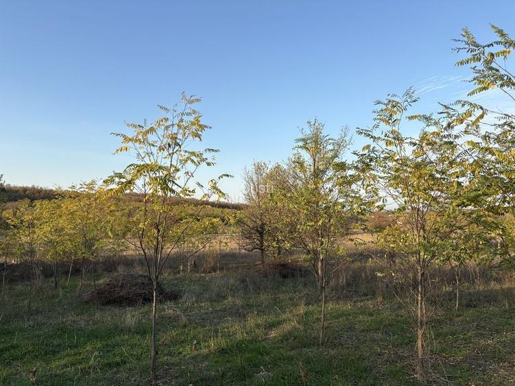 Teren intravilan 25 ari