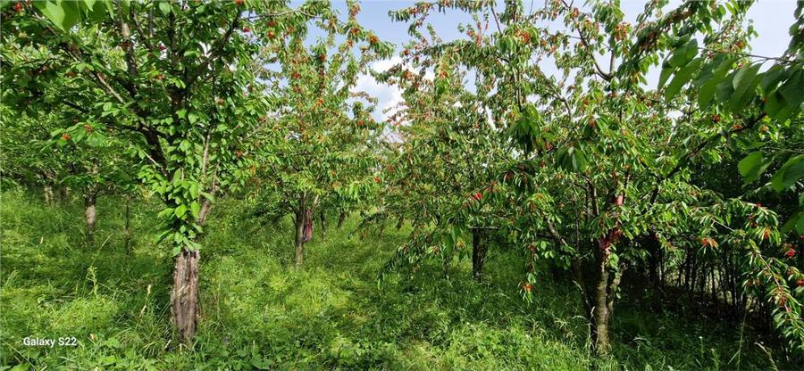 Teren agricol extravilan de 5000 mp, în Șura Mare