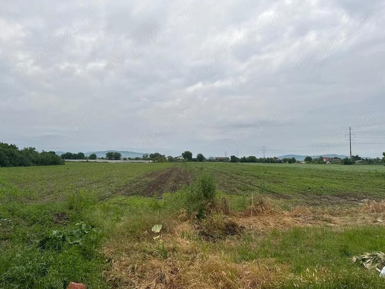 Teren de 2500 mp, în Lipănești
