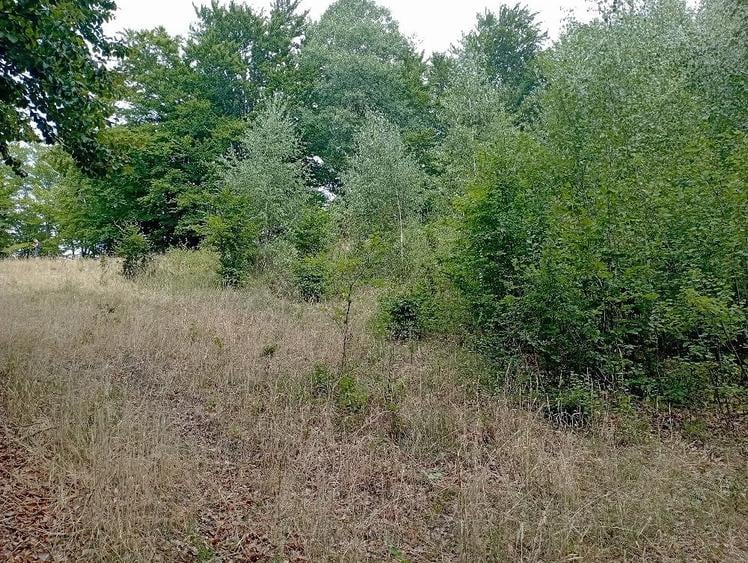 Teren de 3500 mp, în Valea Babei