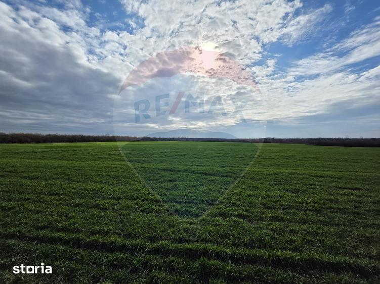 Vanzare teren agricol 12 ha, Giarmata - Jud. Timi? - 3
