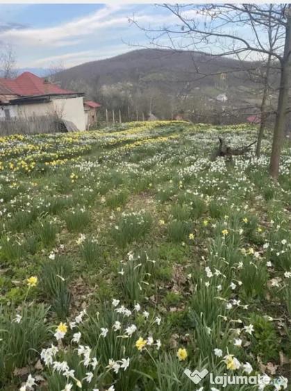 Casă cu 3 camere cu Teren 1397 Mp în Ștefănești