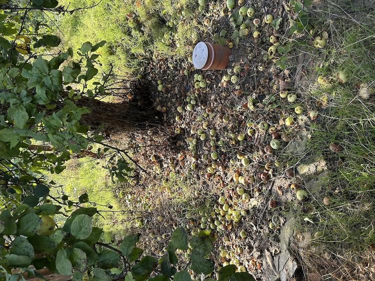 Casă cu Teren 1650 Mp în Chesău