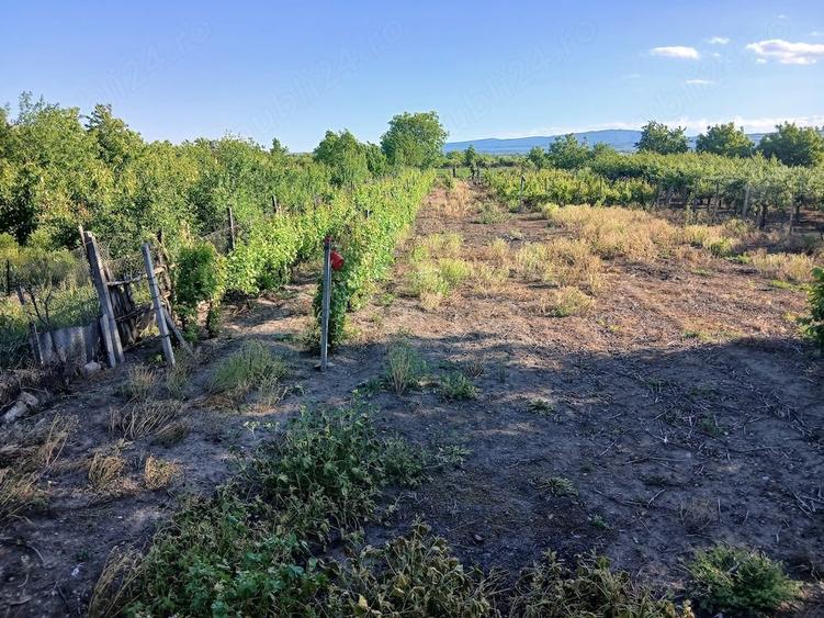 Teren de 2000 mp, în Bolotești