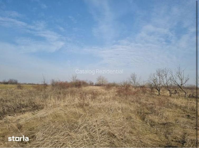 Teren de vanzare 2500 mp Adunatii Copaceni- in spatele Primariei - 1