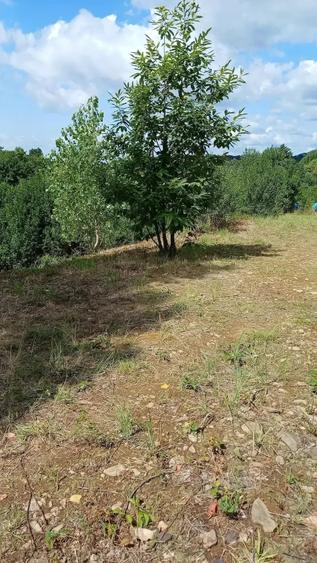 Teren de 100 mp, în Baia Sprie