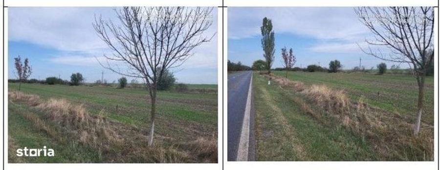 Teren de 3800 mp, în Comana